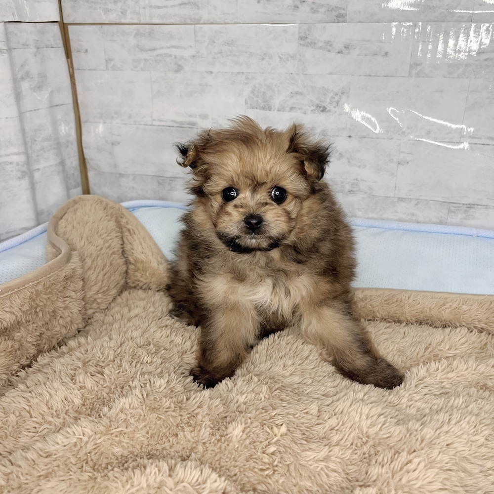 長野県のポメマル/マルポメ(ポメラニアン×マルチーズ) (犬の家＆猫の里塩尻店/2025年11月10日生まれ/男の子/フォーン)の子犬の2枚目の画像