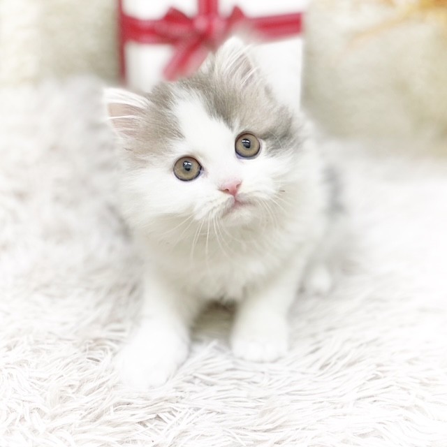 藤枝店（静岡県）の子猫一覧 | ペットショップ 犬の家&猫の里 | 子犬