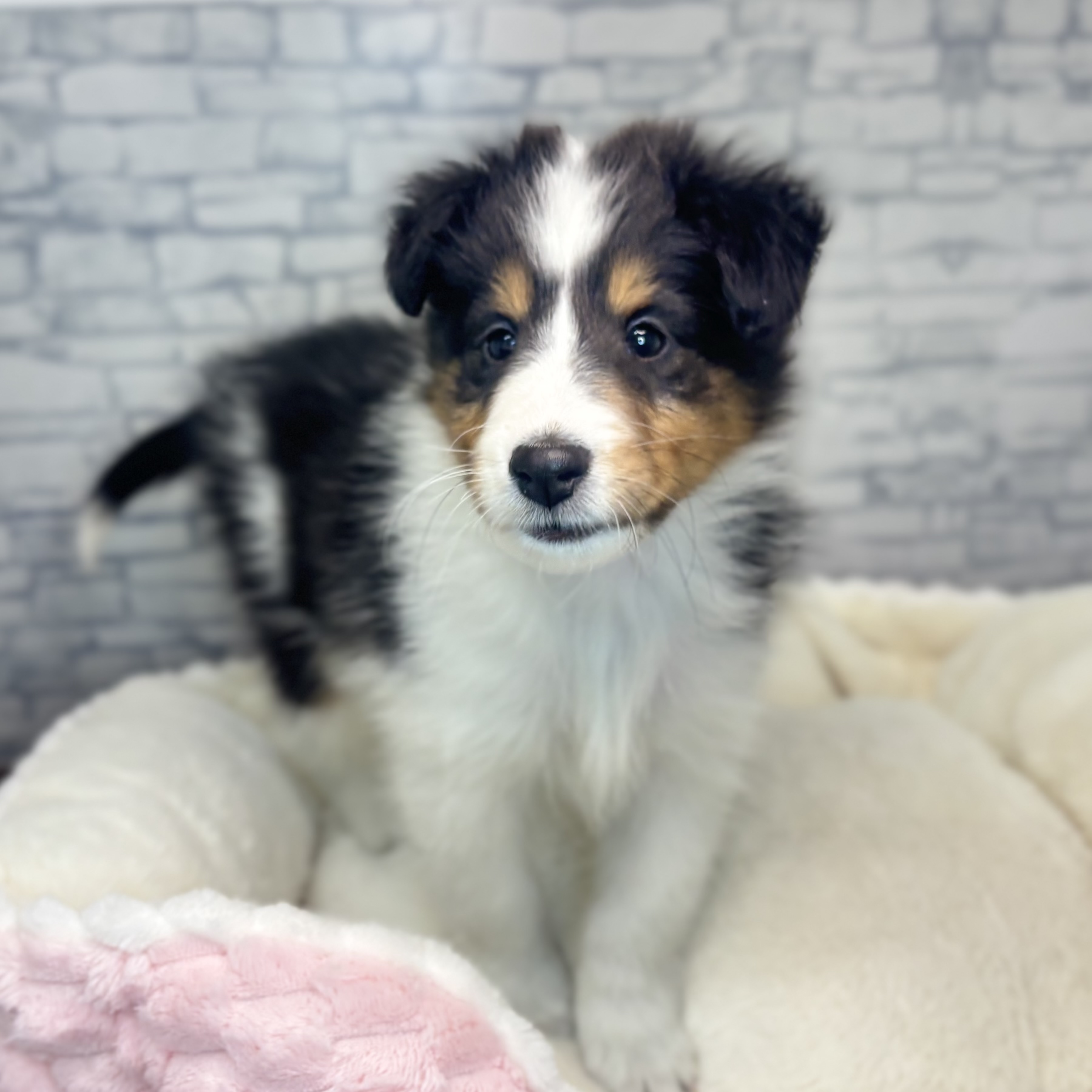 長野県のシェットランドシープドッグ (犬の家＆猫の里長野店/2025年11月10日生まれ/女の子/トライカラー)の子犬の2枚目の画像