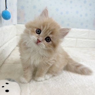 静岡県のマンチカン (犬の家＆猫の里マークイズ静岡店/2025年11月7日生まれ/女の子/クリームタビー)の子猫