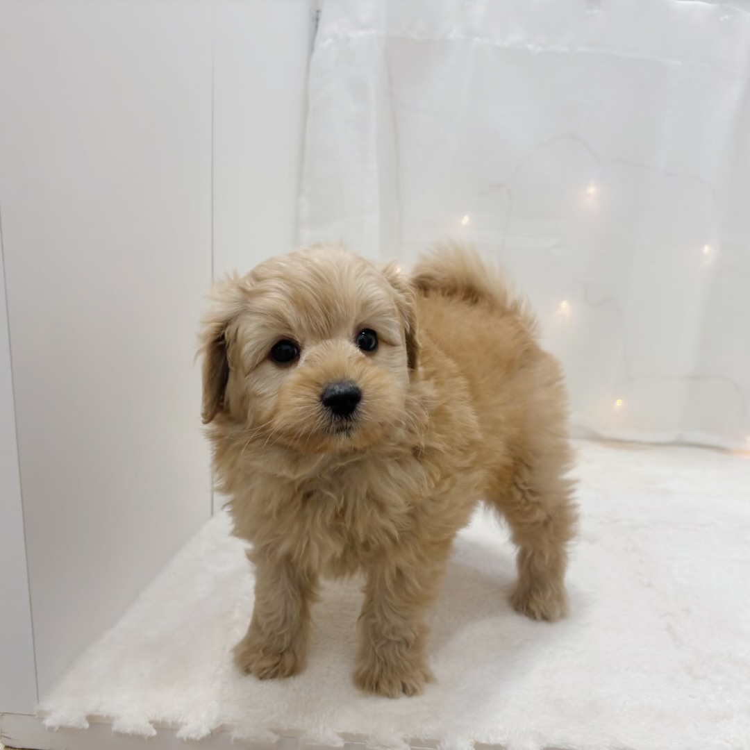 ハーフ犬男の子の写真