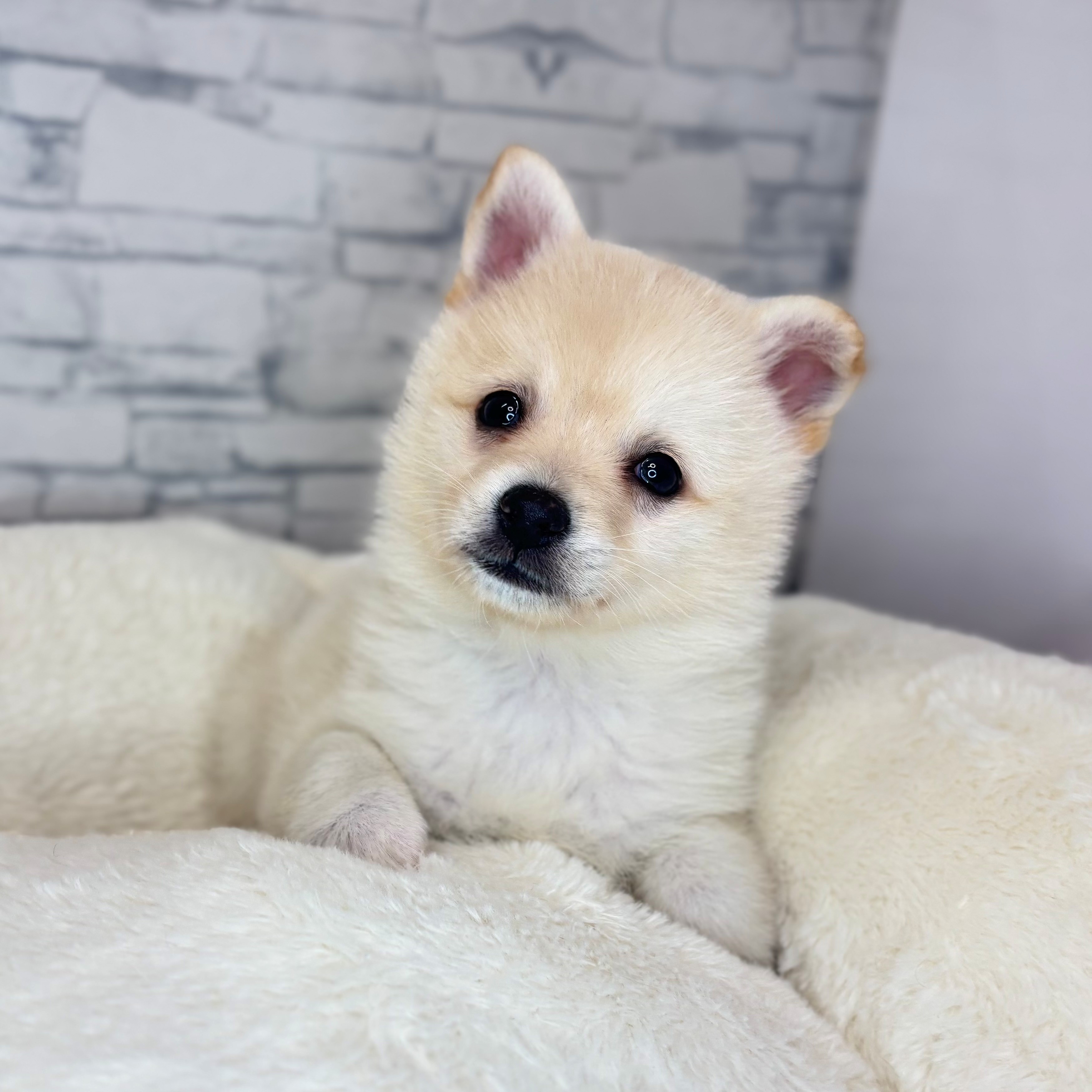 長野県のチワ柴/柴チワ/チワシバ(チワワ×柴) (犬の家＆猫の里長野店/2025年11月8日生まれ/女の子/白)の子犬の2枚目の画像