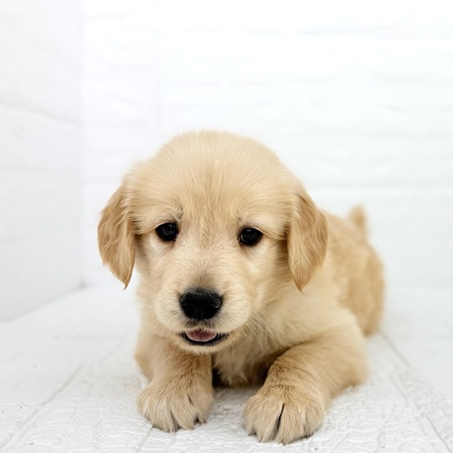 愛知県のゴールデンレトリバー (犬の家＆猫の里豊川インター店/2025年11月11日生まれ/女の子/ゴールデン)の子犬