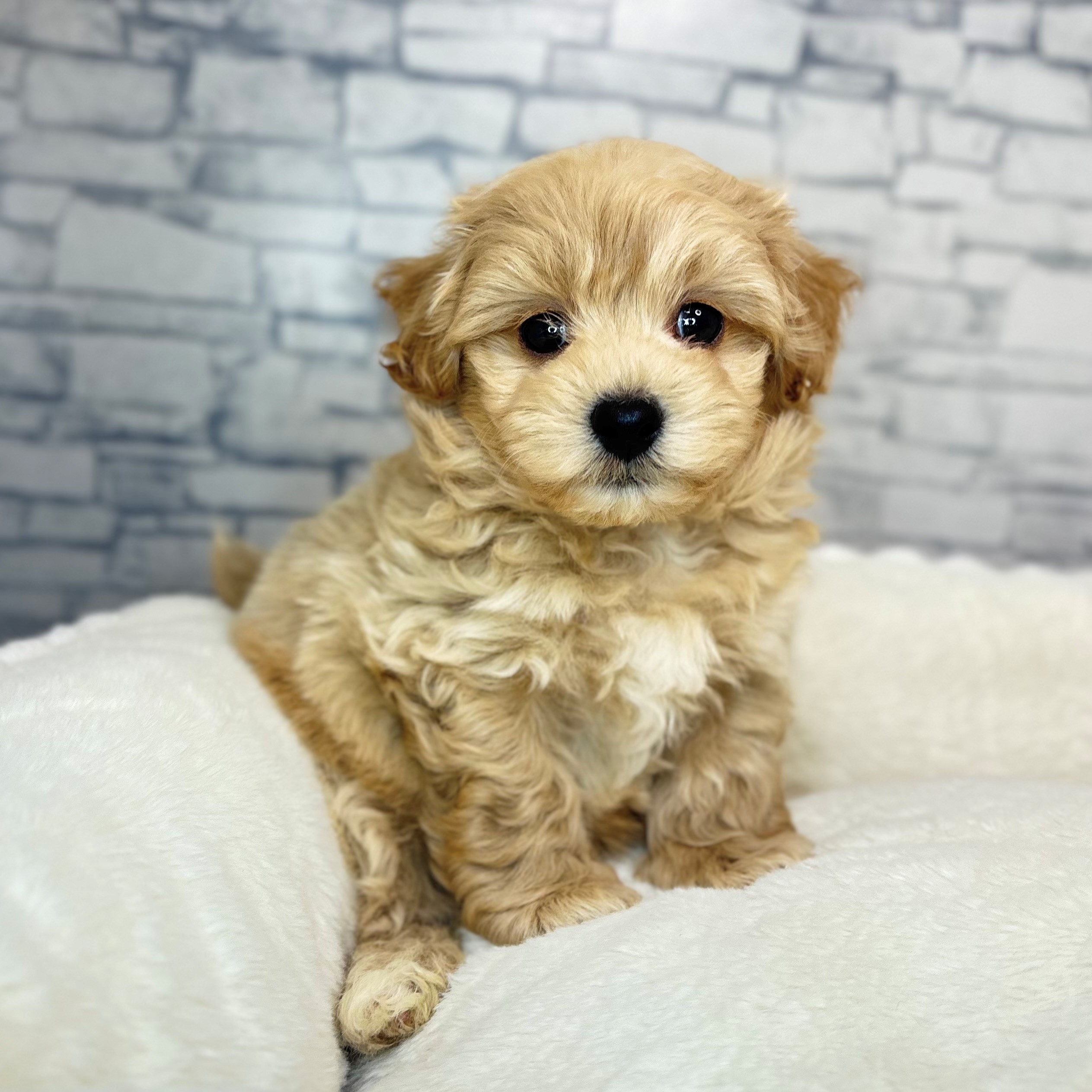 長野県のマルプー(マルチーズ×プードル) (犬の家＆猫の里長野店/2025年11月10日生まれ/男の子/アプリコット)の子犬の2枚目の画像