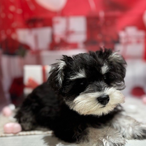 福岡県のミニチュアシュナウザー (犬の家＆猫の里トリアス久山店/2025年11月6日生まれ/女の子/ブラックシルバー)の子犬の2枚目の画像