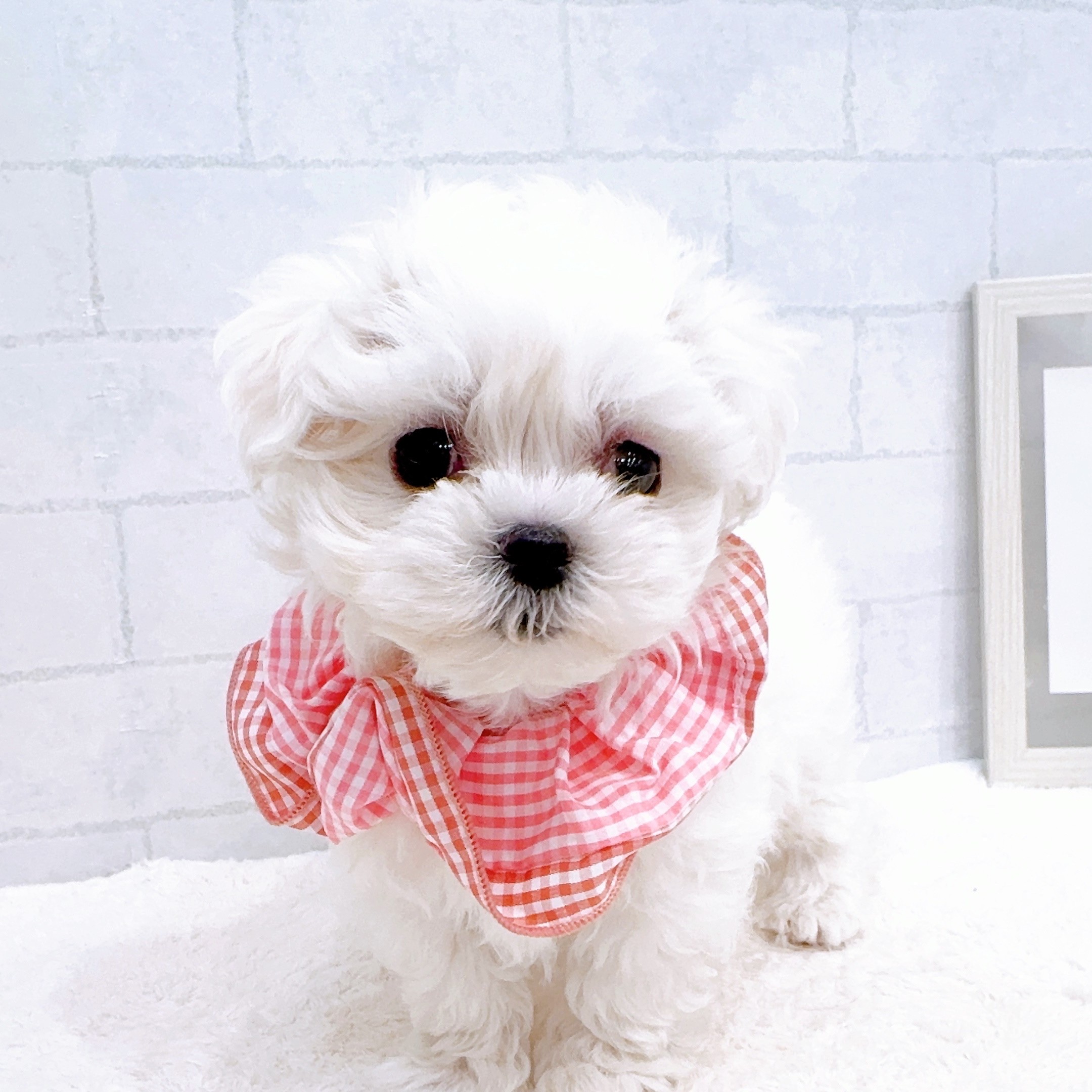 石川県のマルチーズ (犬の家＆猫の里金沢店/2025年11月11日生まれ/女の子/ホワイト)の子犬の2枚目の画像