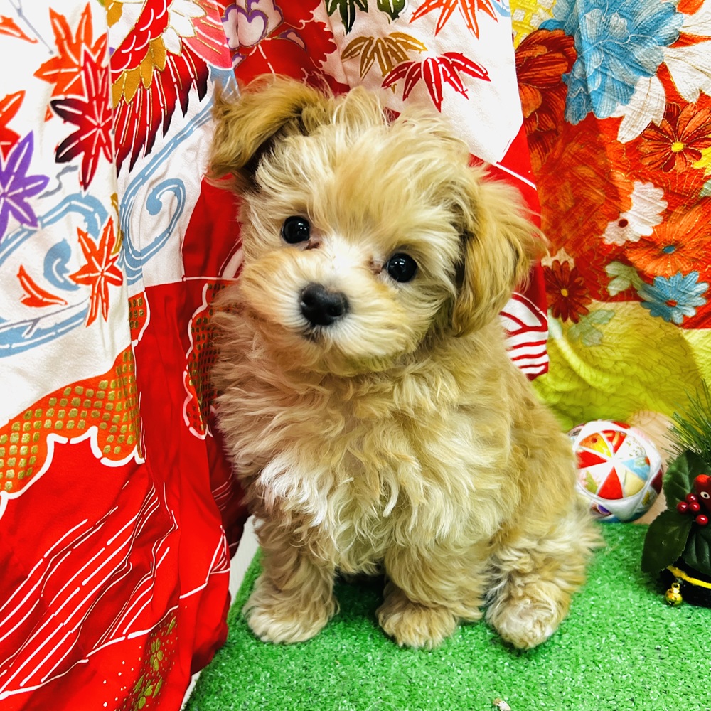 愛知県のマルプー(マルチーズ×プードル) (犬の家＆猫の里名古屋天白店/2025年11月12日生まれ/男の子/アプリコット)の子犬の2枚目の画像