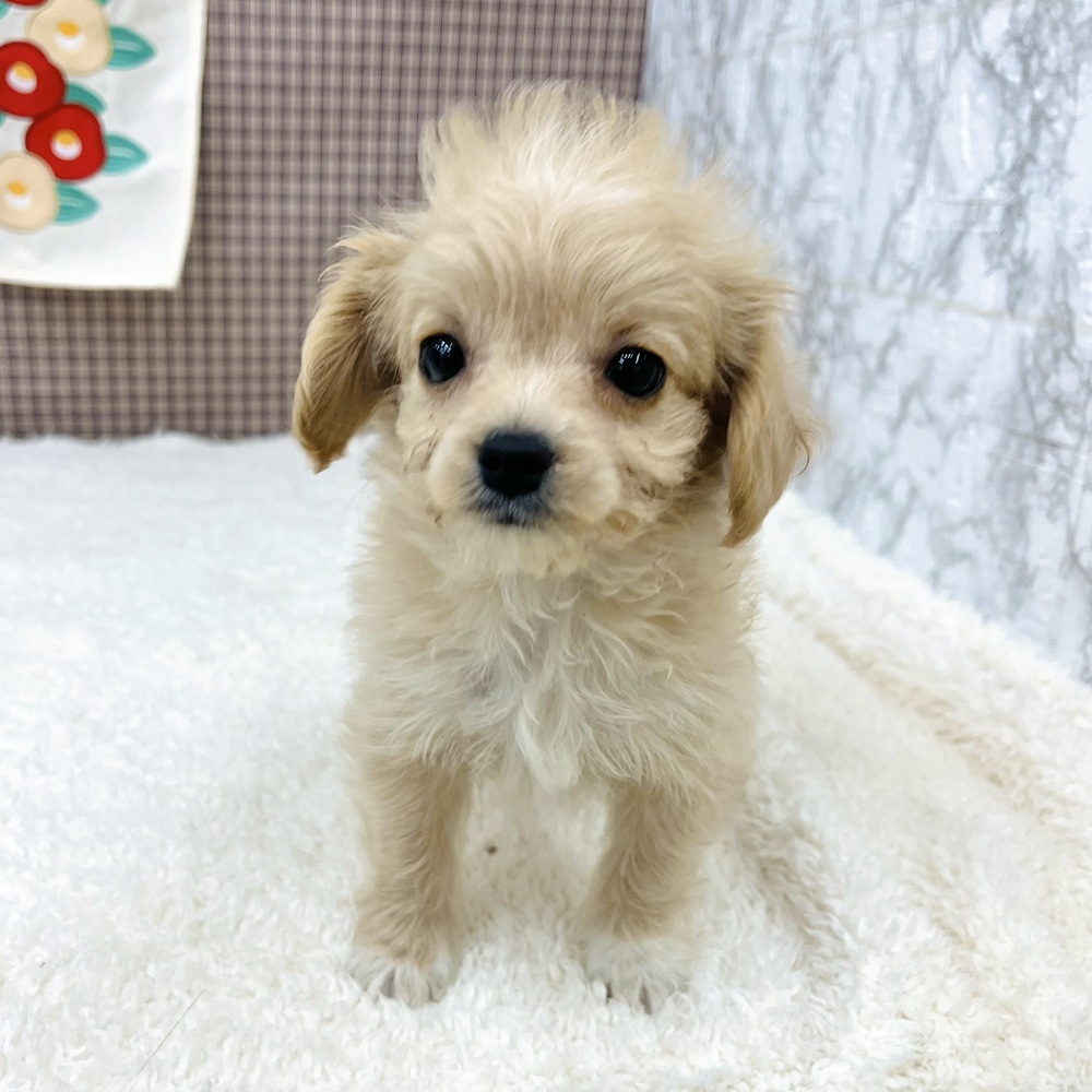 愛知県のチワプー/プーチー(チワワ×プードル) (犬の家＆猫の里エアポートウォーク店/2025年11月7日生まれ/男の子/クリーム)の子犬