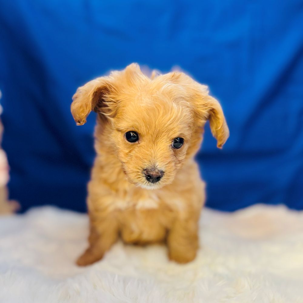 愛知県のチワプー/プーチー(チワワ×プードル) (犬の家＆猫の里愛知刈谷店/2025年11月10日生まれ/男の子/アプリコット)の子犬の2枚目の画像