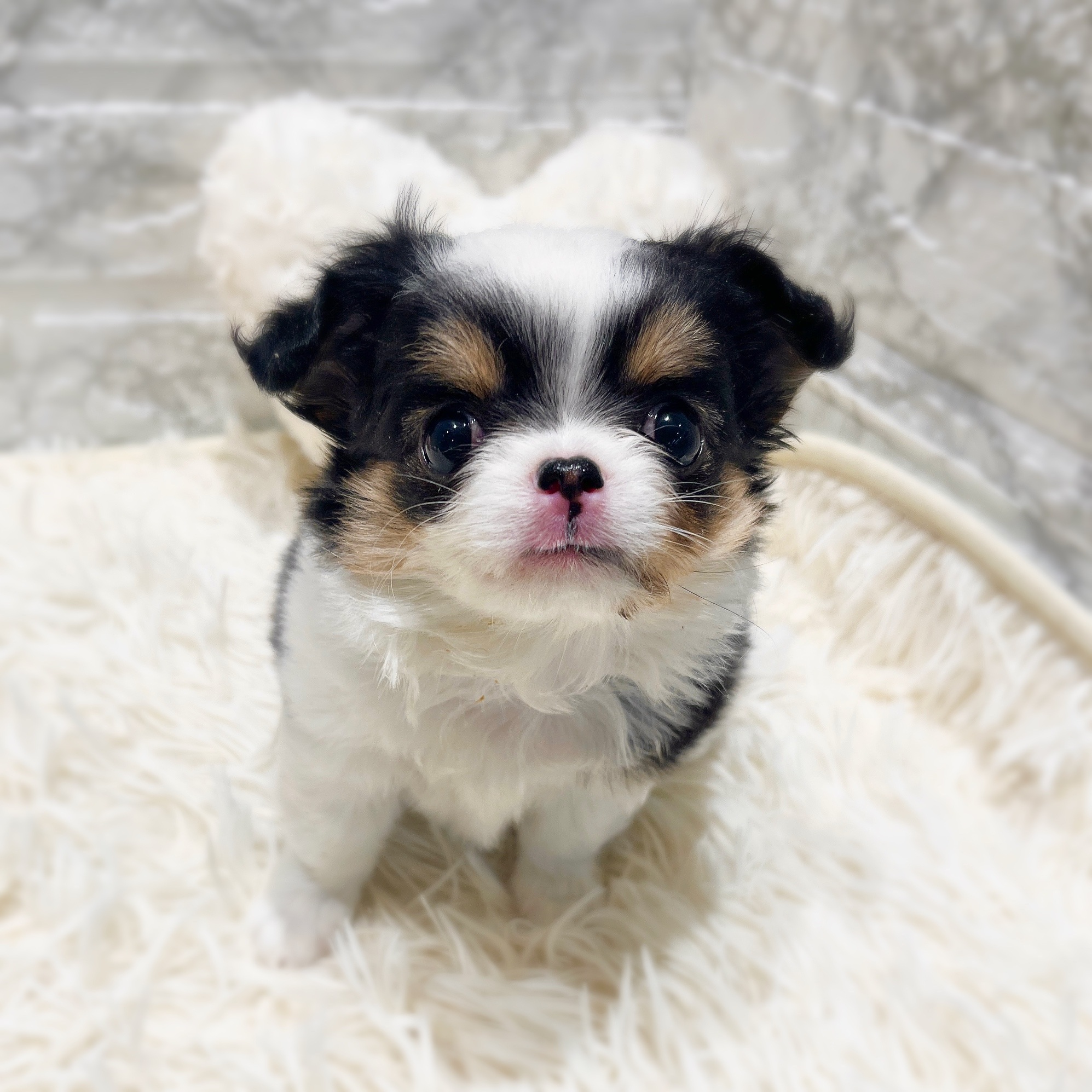 愛知県のチワワ(ロング) (犬の家＆猫の里MiO香久山店/2025年11月12日生まれ/女の子/ホワイトブラックタン)の子犬の1枚目の画像