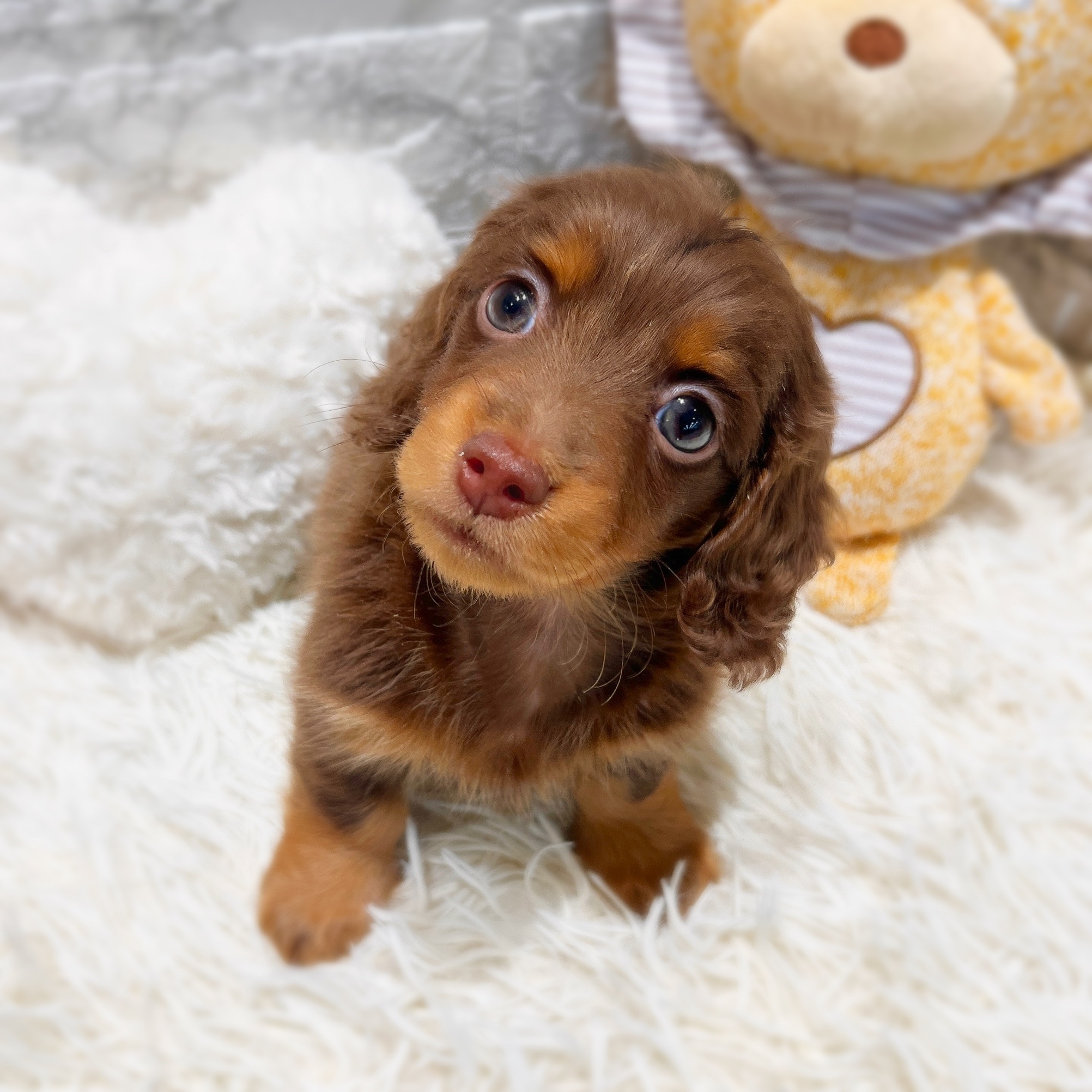 愛知県のミニチュアダックスフンド(ロング) (犬の家＆猫の里MiO香久山店/2025年11月9日生まれ/男の子/チョコレートタン)の子犬