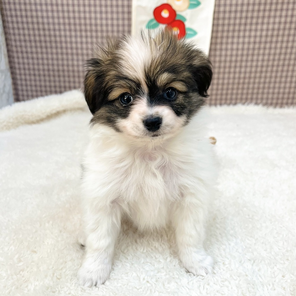 愛知県のパピヨン (犬の家＆猫の里エアポートウォーク店/2025年11月10日生まれ/男の子/ホワイトブラウン)の子犬