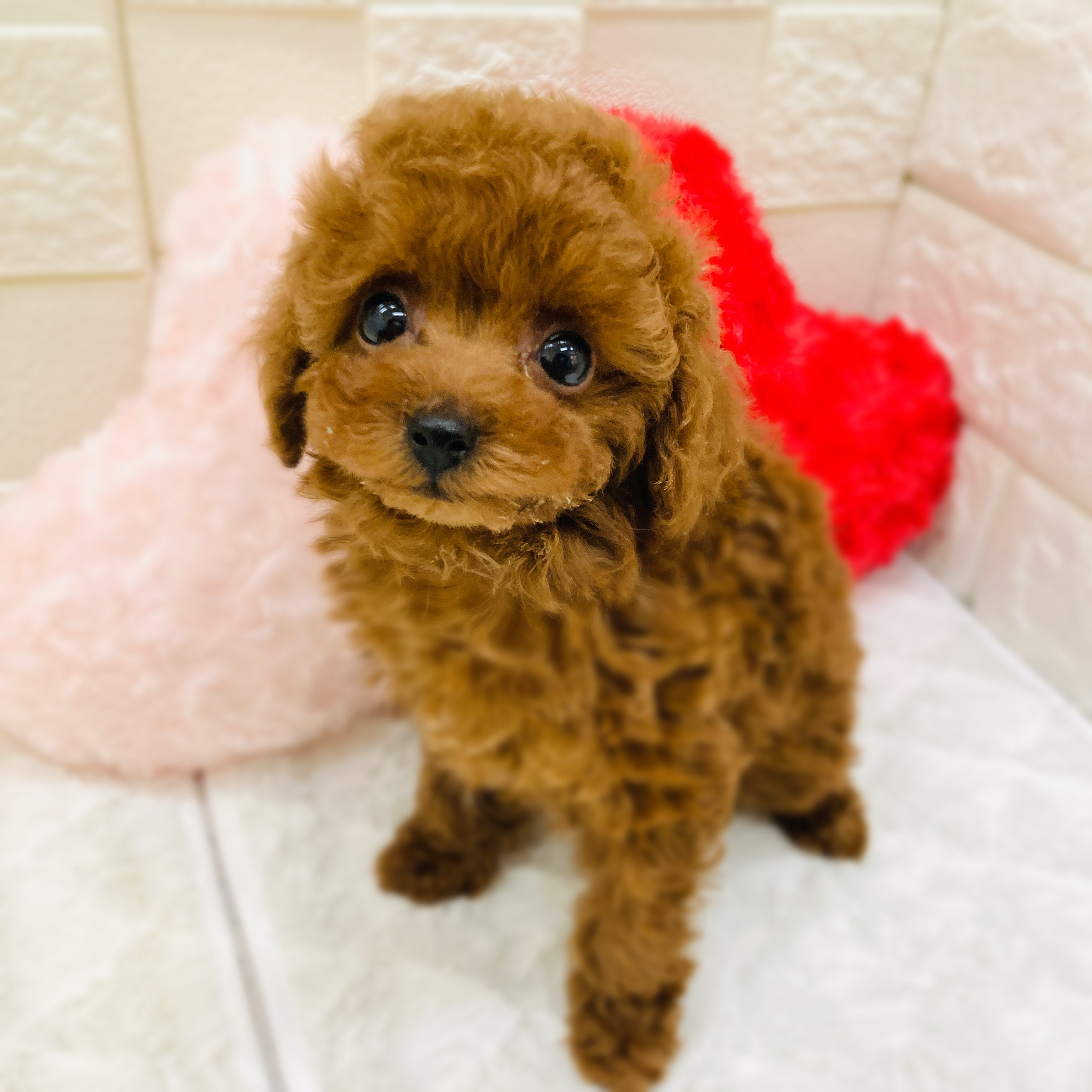 愛知県のトイプードル(タイニー) (犬の家＆猫の里アミーゴ神の倉店/2025年11月10日生まれ/女の子/レッドフォーン)の子犬の2枚目の画像