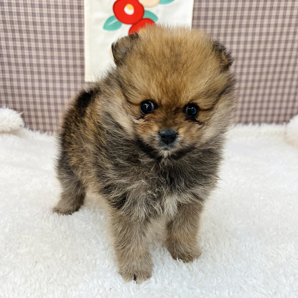 愛知県のポメラニアン (犬の家＆猫の里エアポートウォーク店/2025年11月11日生まれ/女の子/オレンジセーブル)の子犬