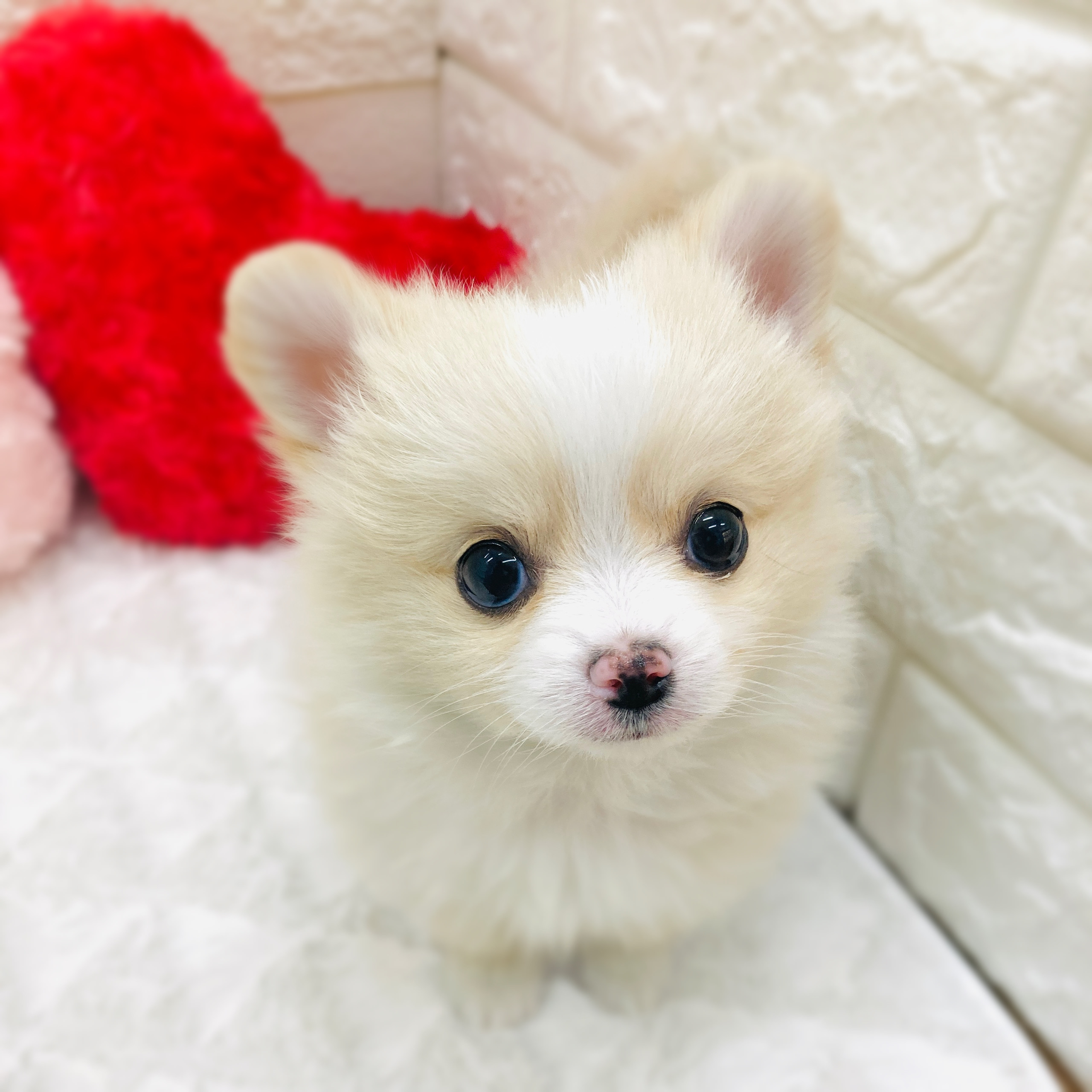 愛知県のポメチワ/チワポメ/ポメチー(ポメラニアン×チワワ) (犬の家＆猫の里アミーゴ神の倉店/2025年11月12日生まれ/女の子/クリームホワイト)の子犬