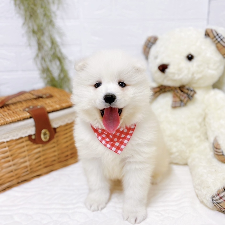 滋賀県のサモエド (犬の家＆猫の里近江八幡店/2025年11月10日生まれ/女の子/ホワイト)の子犬の1枚目の画像