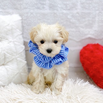 ハーフ犬男の子の写真