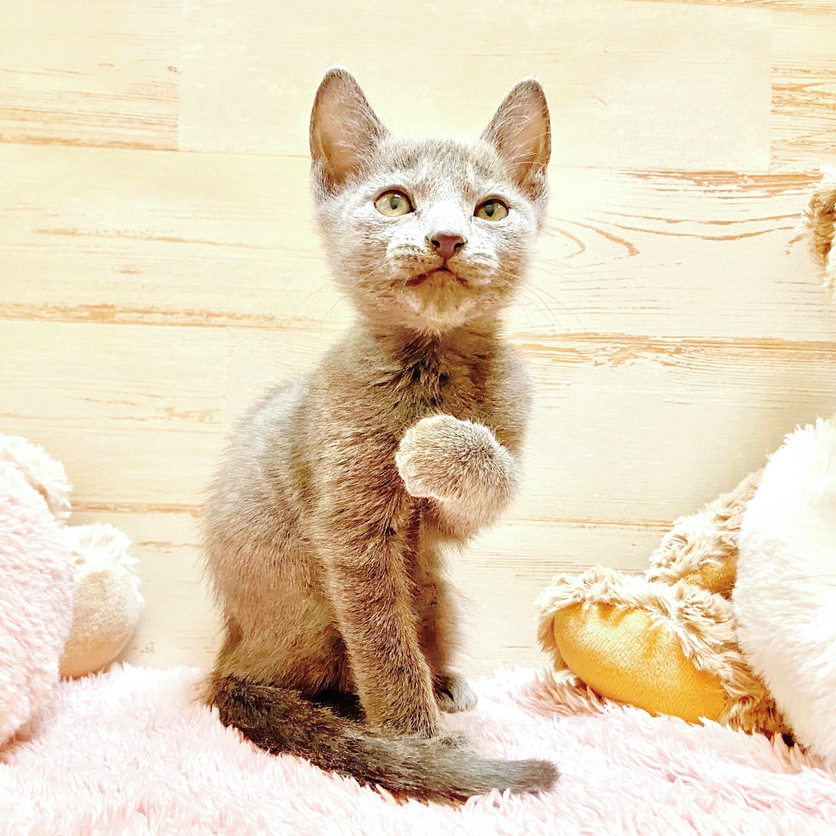 兵庫県のロシアンブルー (犬の家＆猫の里神戸店/2025年11月2日生まれ/男の子/ブルー)の子猫の2枚目の画像