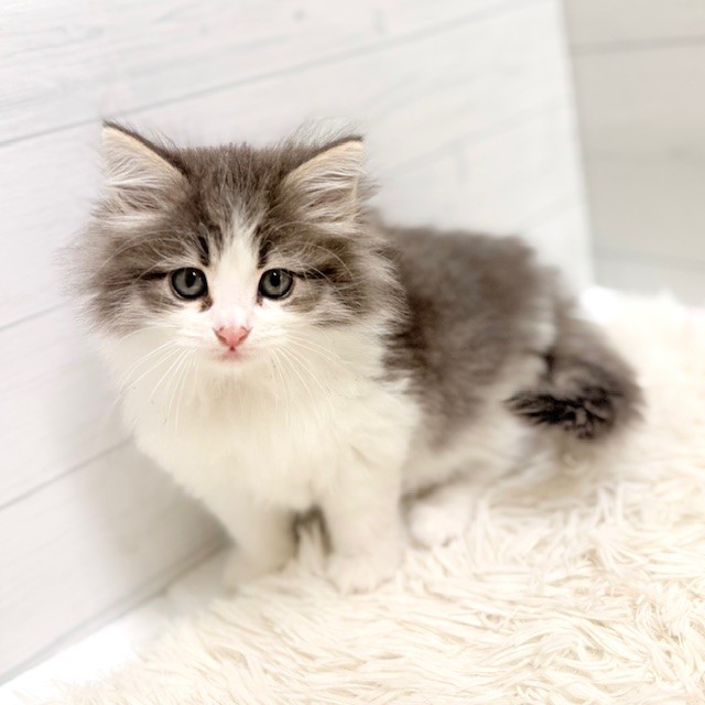 愛知県のノルウェージャンフォレストキャット (犬の家＆猫の里豊田店/2025年11月8日生まれ/女の子/ブルータビーホワイト)の子猫の2枚目の画像