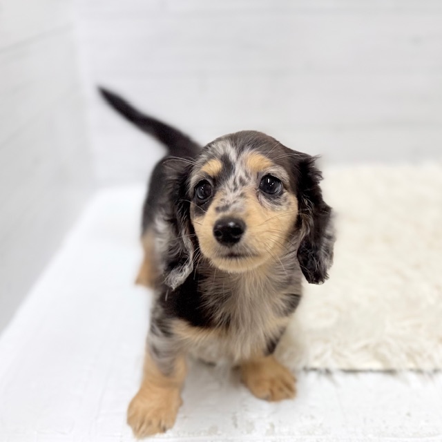 愛知県のミニチュアダックスフンド(ロング) (犬の家＆猫の里豊田店/2025年11月14日生まれ/男の子/シルバーダップル)の子犬の2枚目の画像