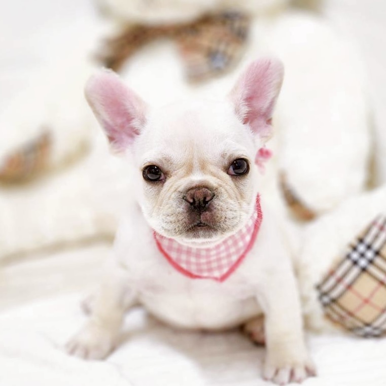 滋賀県のフレンチブルドッグ (犬の家＆猫の里近江八幡店/2025年11月15日生まれ/女の子/クリーム)の子犬の1枚目の画像