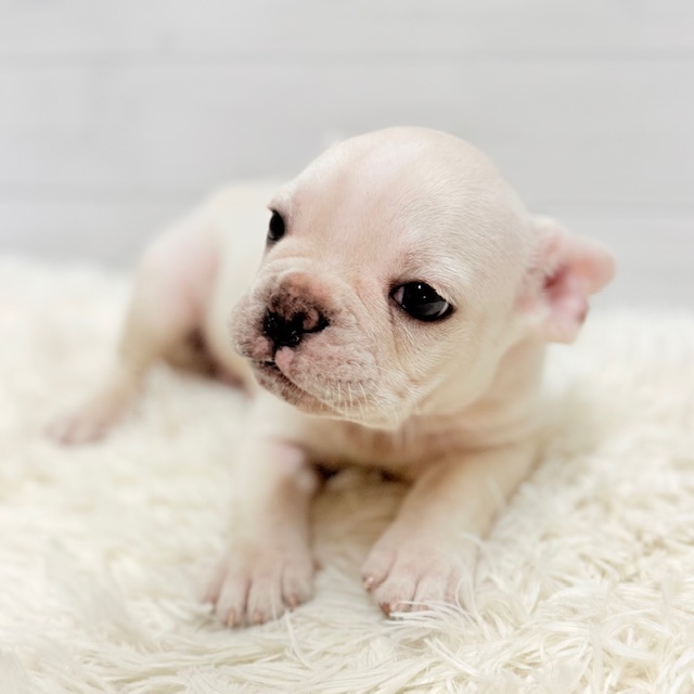 愛知県のフレンチブルドッグ (犬の家＆猫の里豊田店/2025年11月15日生まれ/男の子/クリーム)の子犬の2枚目の画像