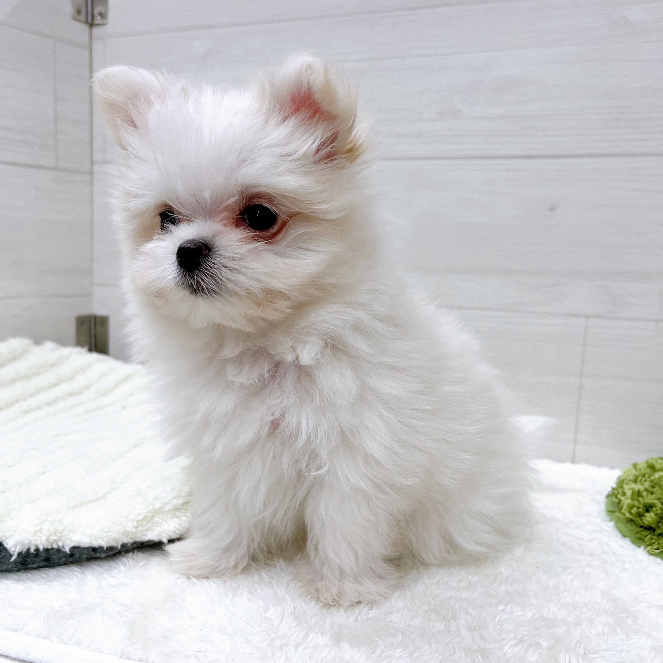 石川県のポメマル/マルポメ(ポメラニアン×マルチーズ) (犬の家＆猫の里アミーゴ金沢おこばた店/2025年11月10日生まれ/女の子/クリームホワイト)の子犬の2枚目の画像
