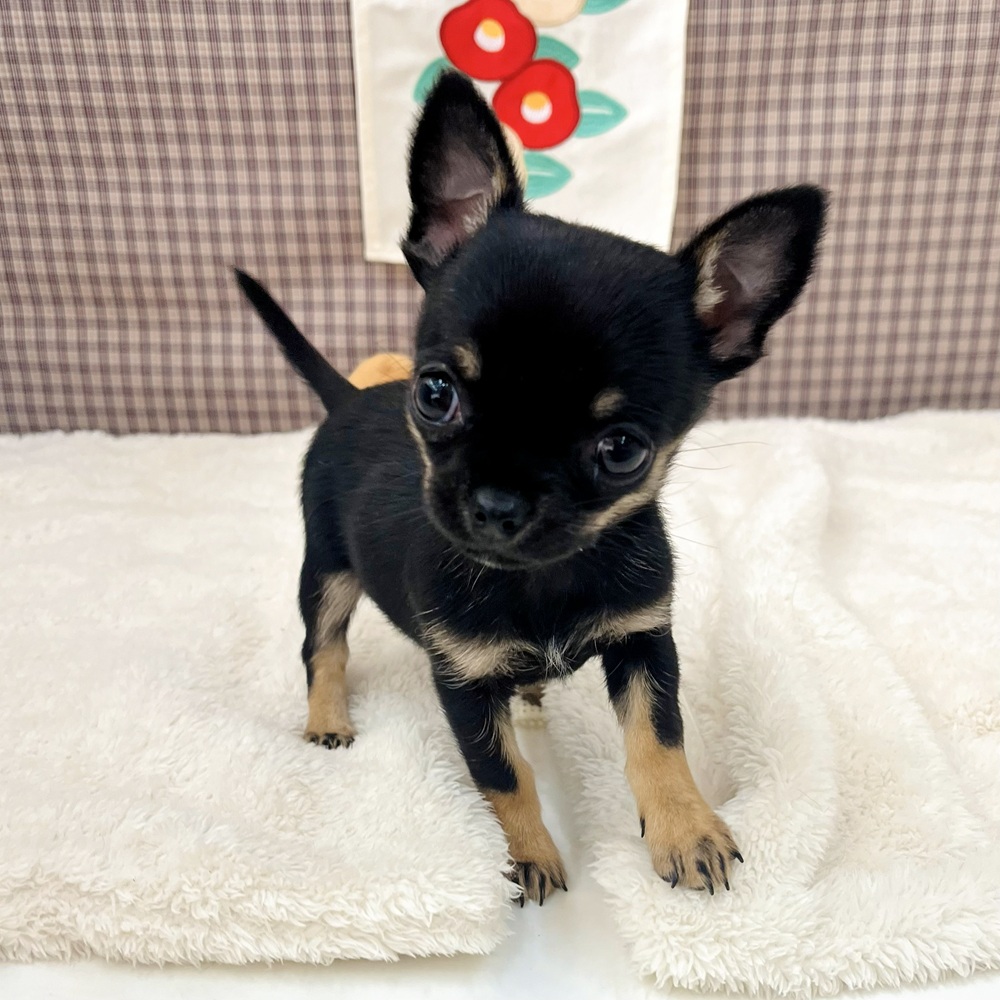 愛知県のチワワ(スムース) (犬の家＆猫の里エアポートウォーク店/2025年11月14日生まれ/女の子/ブラックタン)の子犬の2枚目の画像