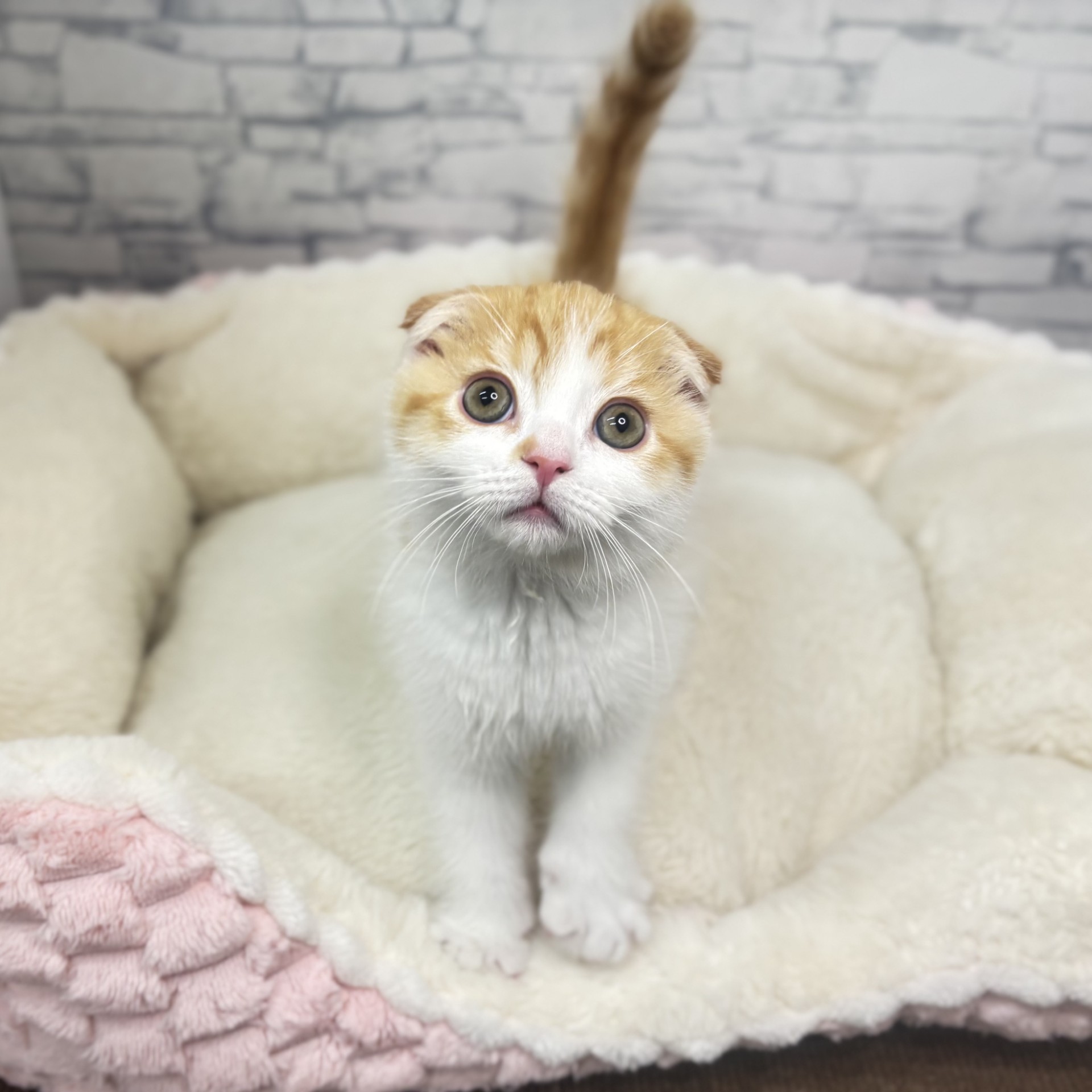 長野県のスコティッシュフォールド (犬の家＆猫の里長野店/2025年11月13日生まれ/男の子/レッドタビーホワイト)の子猫の2枚目の画像