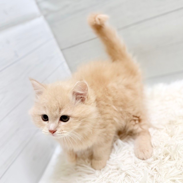 愛知県のスコティッシュフォールド (犬の家＆猫の里豊田店/2025年11月13日生まれ/女の子/クリームタビーホワイト)の子猫の2枚目の画像