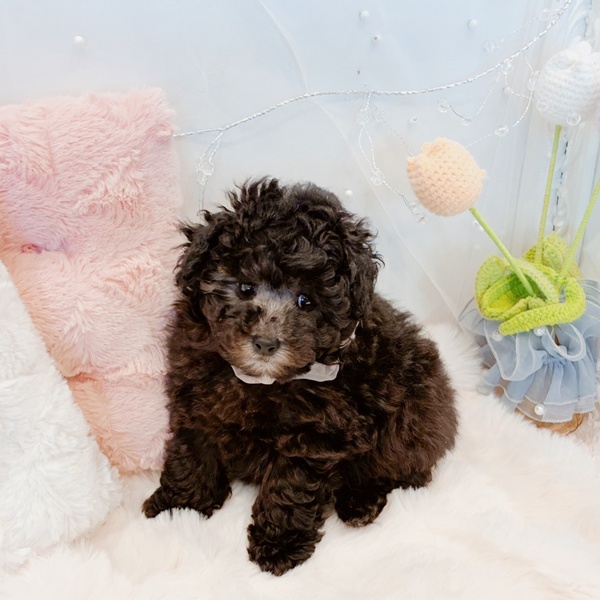 福井県のトイプードル(トイ) (犬の家＆猫の里福井店/2025年11月14日生まれ/女の子/グレー)の子犬の2枚目の画像