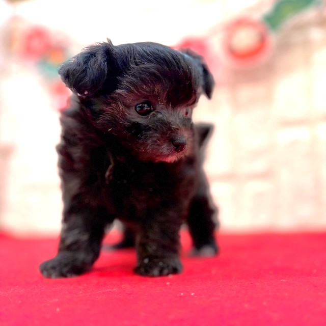 岡山県のチワプー/プーチー(チワワ×プードル) (犬の家＆猫の里倉敷店/2025年11月15日生まれ/女の子/ブラックホワイト)の子犬の2枚目の画像