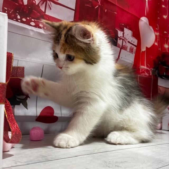 福岡県のラガマフィン (犬の家＆猫の里トリアス久山店/2025年11月13日生まれ/女の子/ブラウンパッチドタビーホワイト)の子猫の2枚目の画像