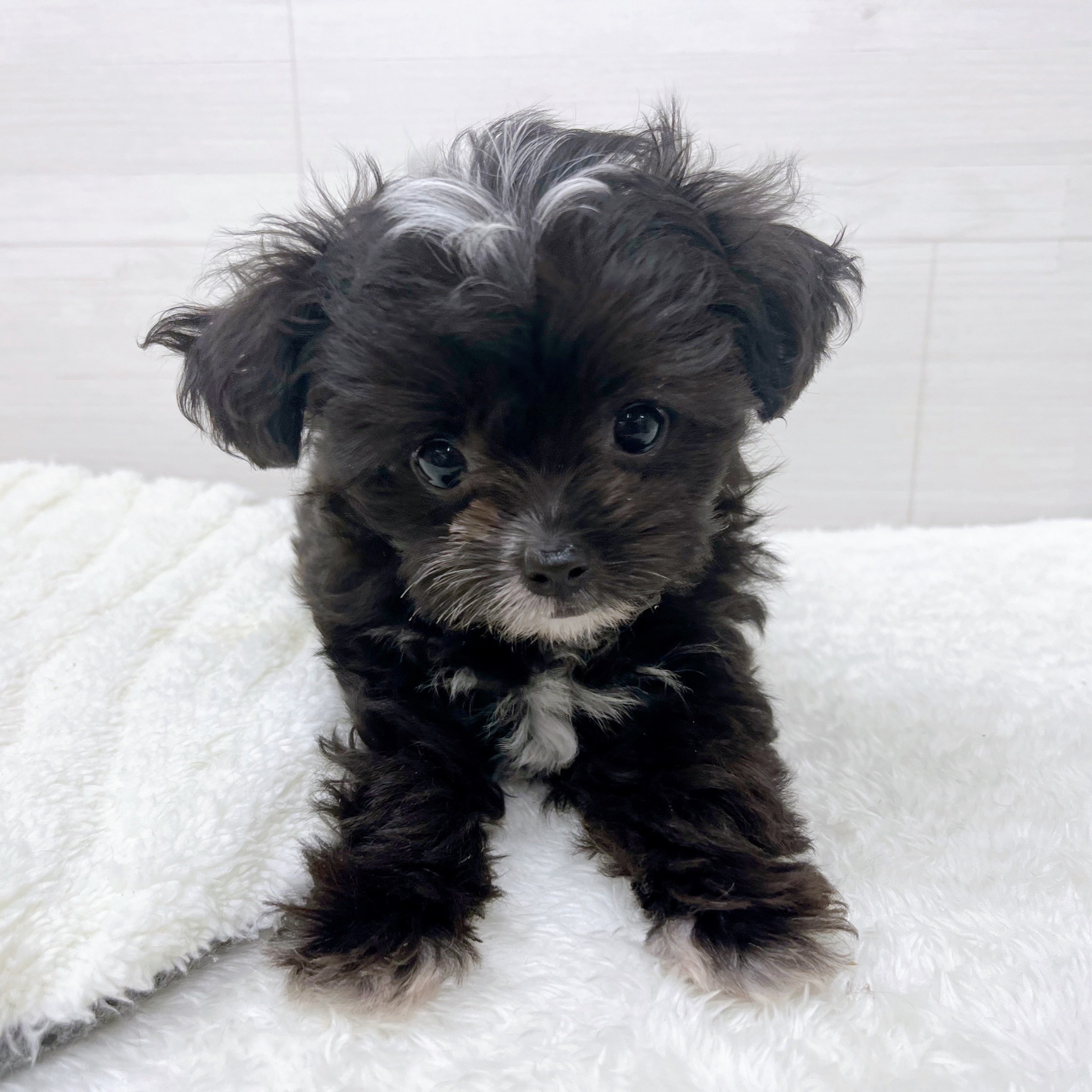 石川県のチワプー/プーチー(チワワ×プードル) (犬の家＆猫の里アミーゴ金沢おこばた店/2025年11月11日生まれ/女の子/ブリンドルホワイト)の子犬の2枚目の画像