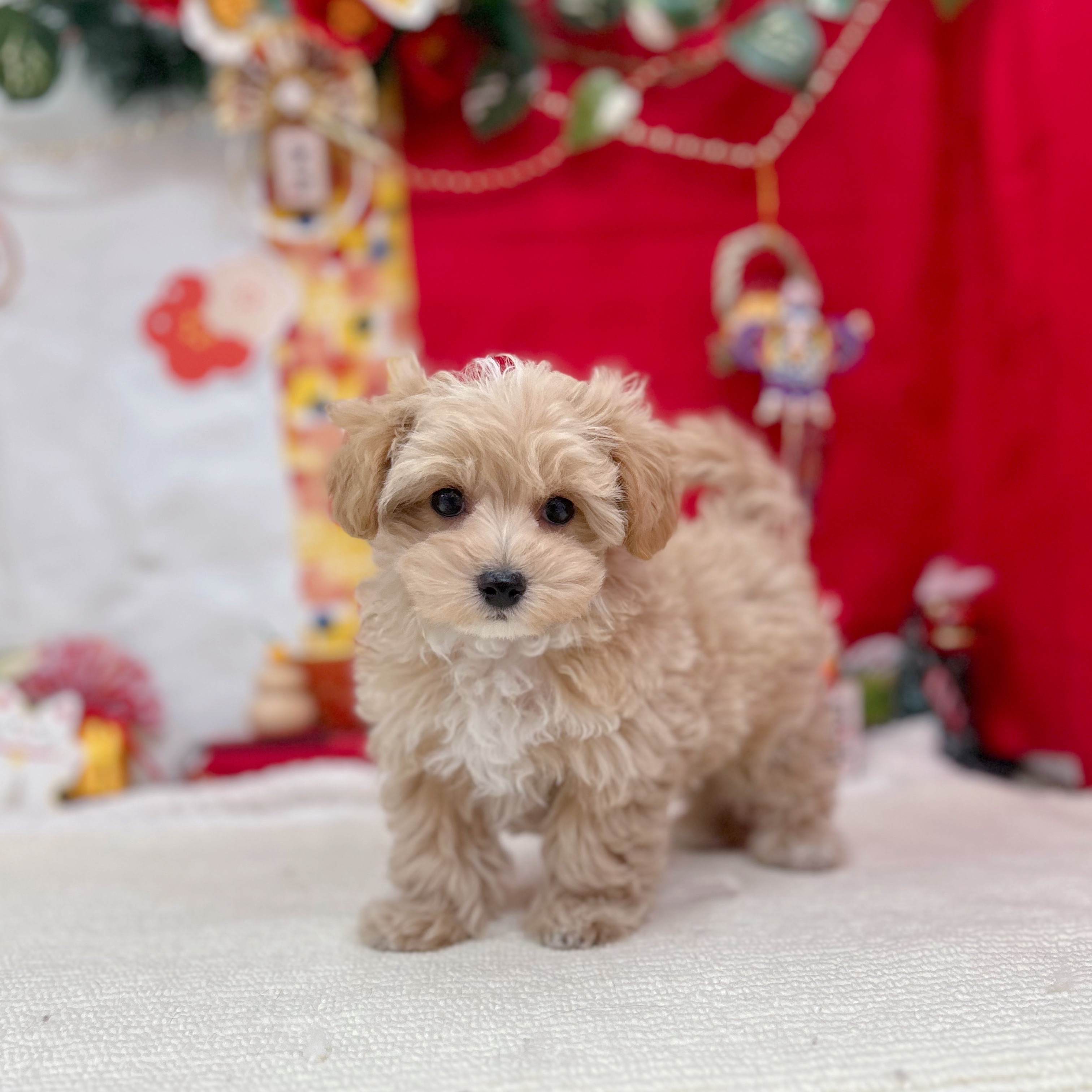 岐阜県のマルプー(マルチーズ×プードル) (犬の家＆猫の里岐南店/2025年11月12日生まれ/男の子/アプリコットホワイト)の子犬の2枚目の画像
