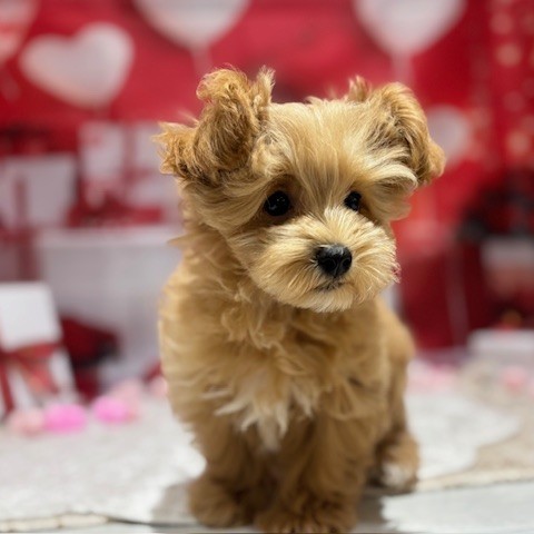 福岡県のマルプー(マルチーズ×プードル) (犬の家＆猫の里トリアス久山店/2025年11月12日生まれ/男の子/アプリコット)の子犬の2枚目の画像