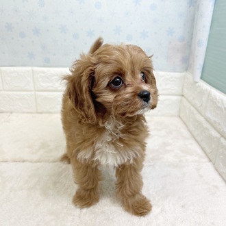 静岡県のキャバプー(キャバリア×プードル) (犬の家＆猫の里マークイズ静岡店/2025年11月16日生まれ/男の子/レッドホワイト)の子犬の2枚目の画像