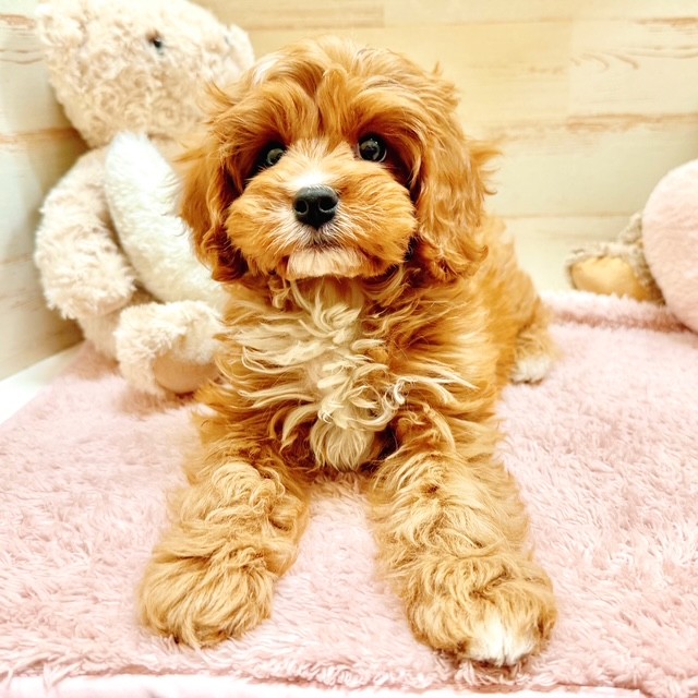 兵庫県のキャバプー(キャバリア×プードル) (犬の家＆猫の里神戸店/2025年11月16日生まれ/男の子/レッドホワイト)の子犬の2枚目の画像