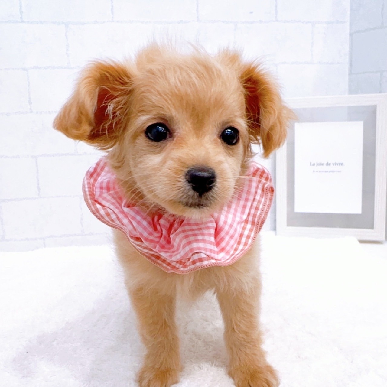 石川県のチワプー/プーチー(チワワ×プードル) (犬の家＆猫の里金沢店/2025年11月15日生まれ/女の子/アプリコット)の子犬の2枚目の画像