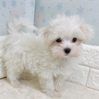静岡県のマルチーズ (犬の家＆猫の里マークイズ静岡店/2025年11月11日生まれ/男の子/ホワイト)の子犬の2枚目の画像