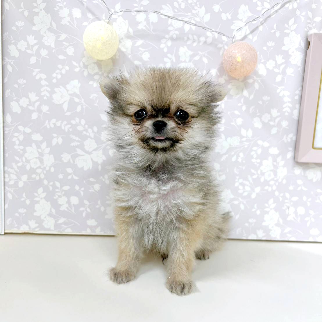 富山県のポメチワ/チワポメ/ポメチー(ポメラニアン×チワワ) (犬の家＆猫の里アミーゴ高岡蓮花寺店/2025年11月15日生まれ/男の子/クリームセーブル)の子犬の2枚目の画像