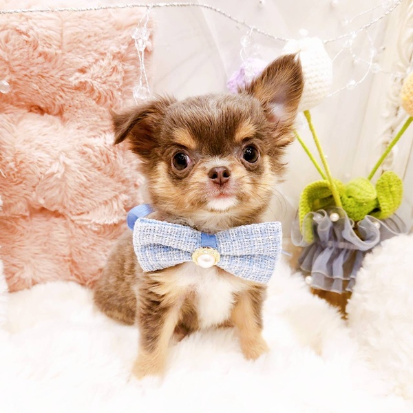 福井県のチワワ(ロング) (犬の家＆猫の里福井店/2025年11月15日生まれ/男の子/ブルータンホワイト)の子犬の2枚目の画像