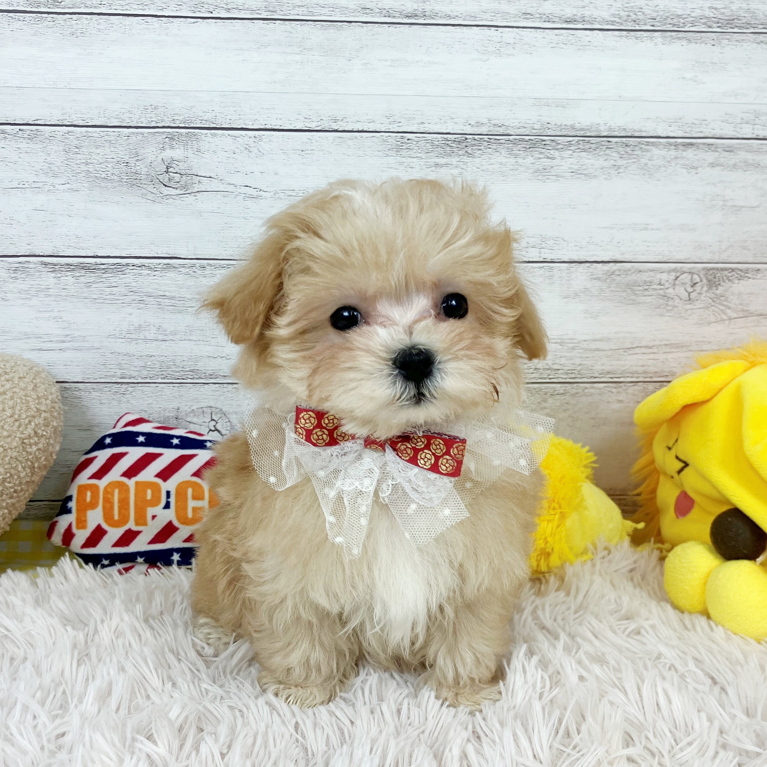 ハーフ犬女の子の写真