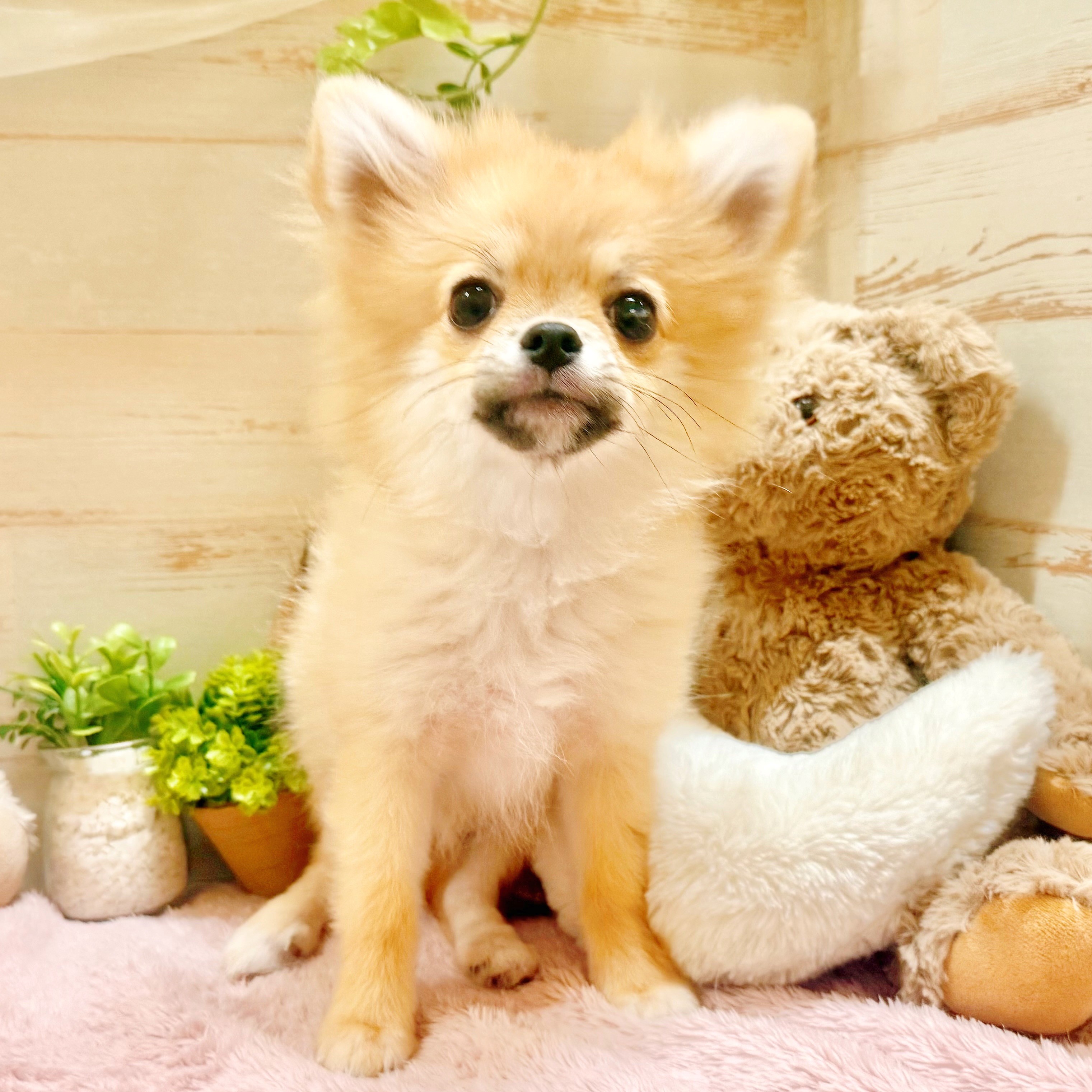 兵庫県のポメチワ/チワポメ/ポメチー(ポメラニアン×チワワ) (犬の家＆猫の里神戸店/2025年11月15日生まれ/女の子/オレンジ)の子犬の1枚目の画像