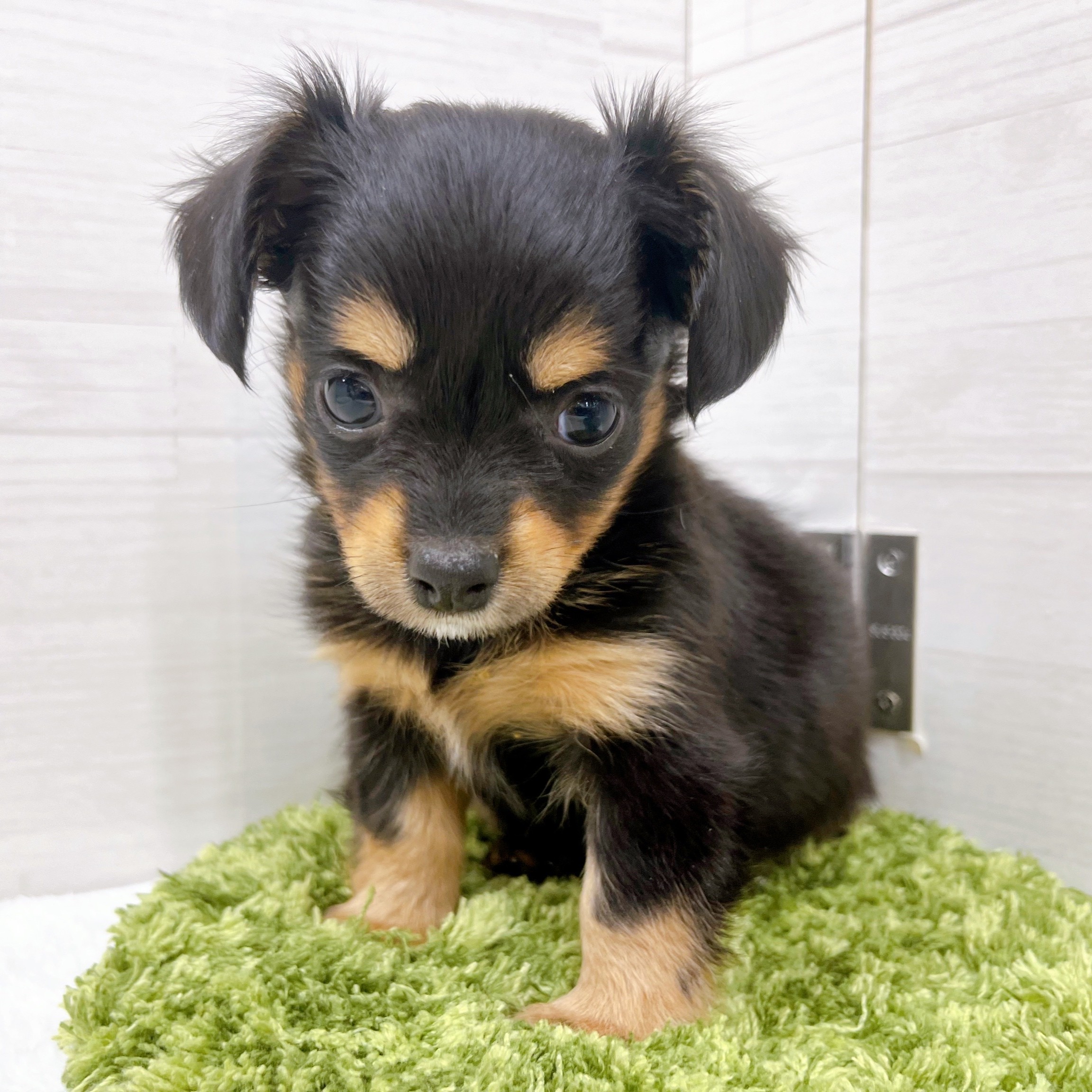 石川県のチワックス(チワワ×ダックス) (犬の家＆猫の里アミーゴ金沢おこばた店/2025年11月16日生まれ/女の子/ブラックタン)の子犬の2枚目の画像