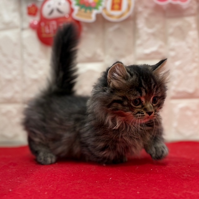 岡山県のミヌエット (犬の家＆猫の里倉敷店/2025年11月9日生まれ/男の子/ブラウンタビー)の子猫の2枚目の画像