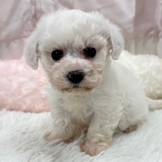 兵庫県のビションフリーゼ (犬の家＆猫の里カナート西神戸店/2025年11月15日生まれ/女の子/ホワイト)の子犬の2枚目の画像