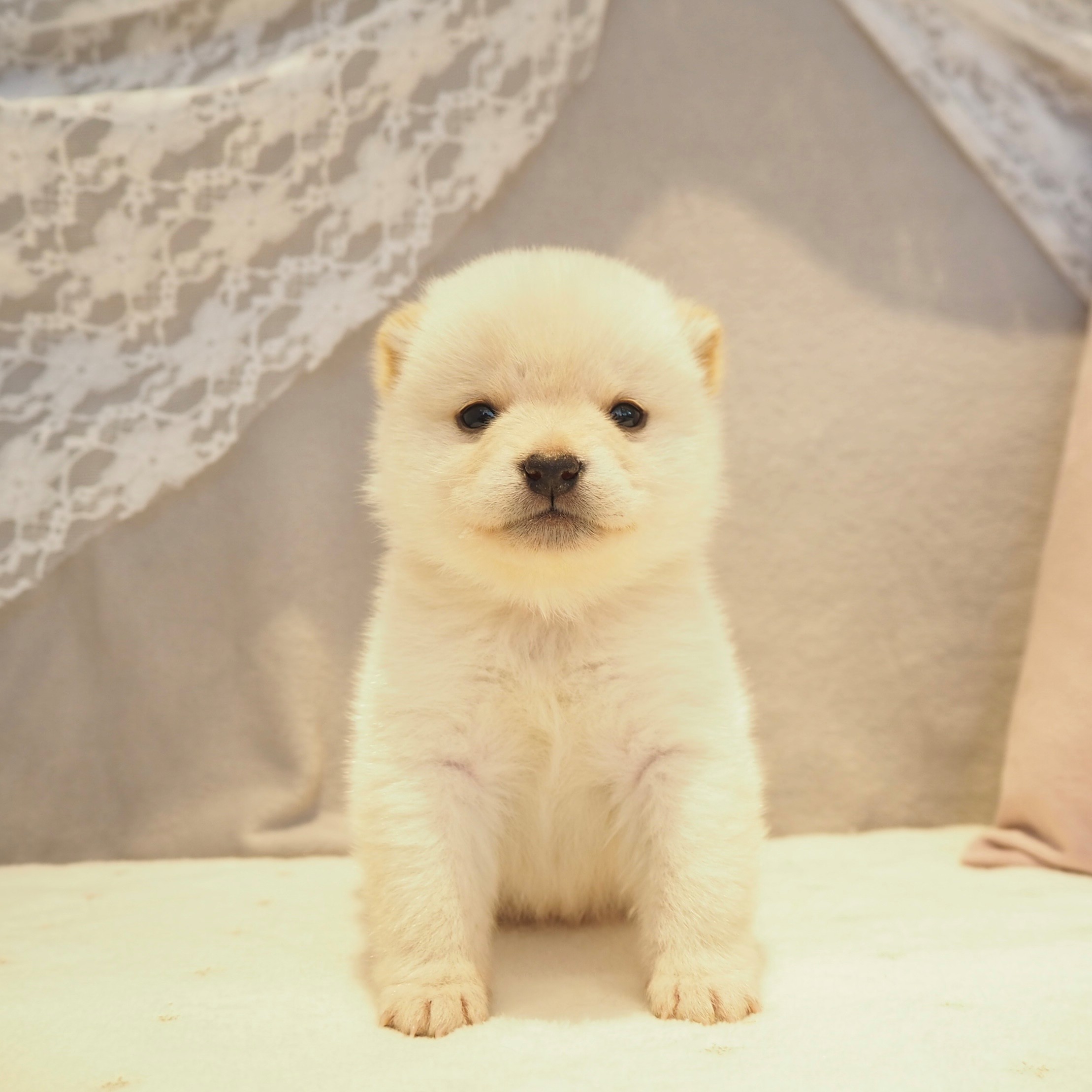 豆柴男の子の写真