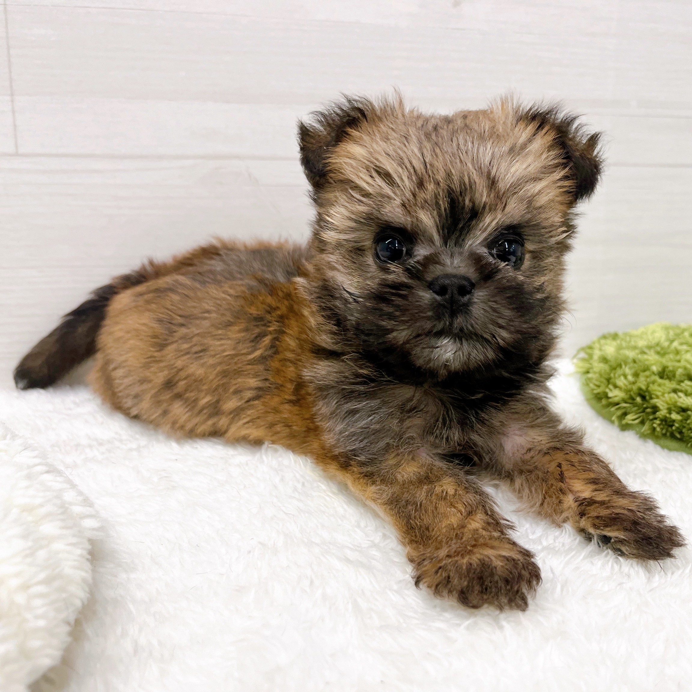 石川県のハーフ犬・ミックス犬 (犬の家＆猫の里アミーゴ金沢おこばた店/2025年11月15日生まれ/女の子/フォーン)の子犬の2枚目の画像