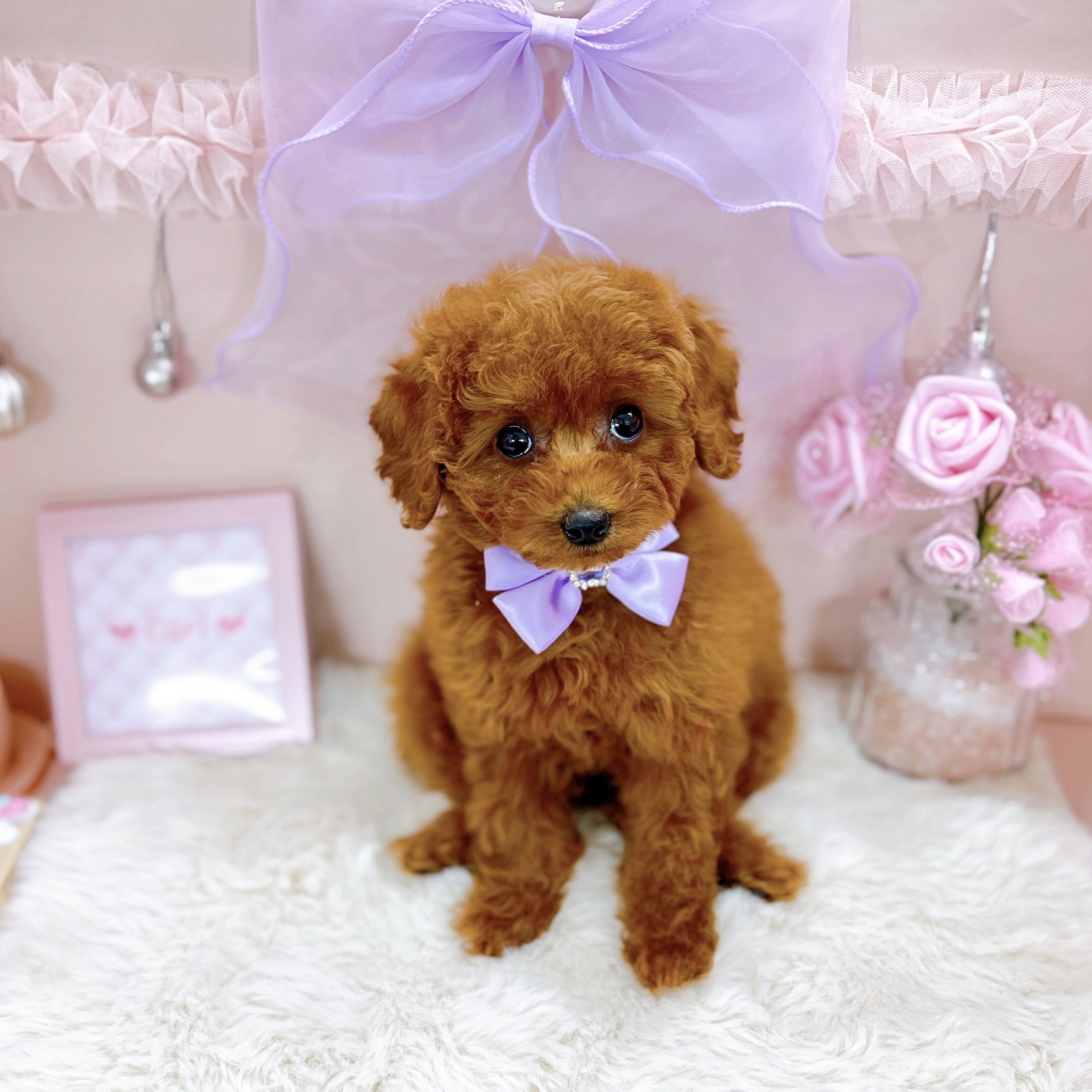 福井県のトイプードル(トイ) (犬の家＆猫の里アミーゴ福井大和田店/2025年11月8日生まれ/女の子/レッド)の子犬の2枚目の画像